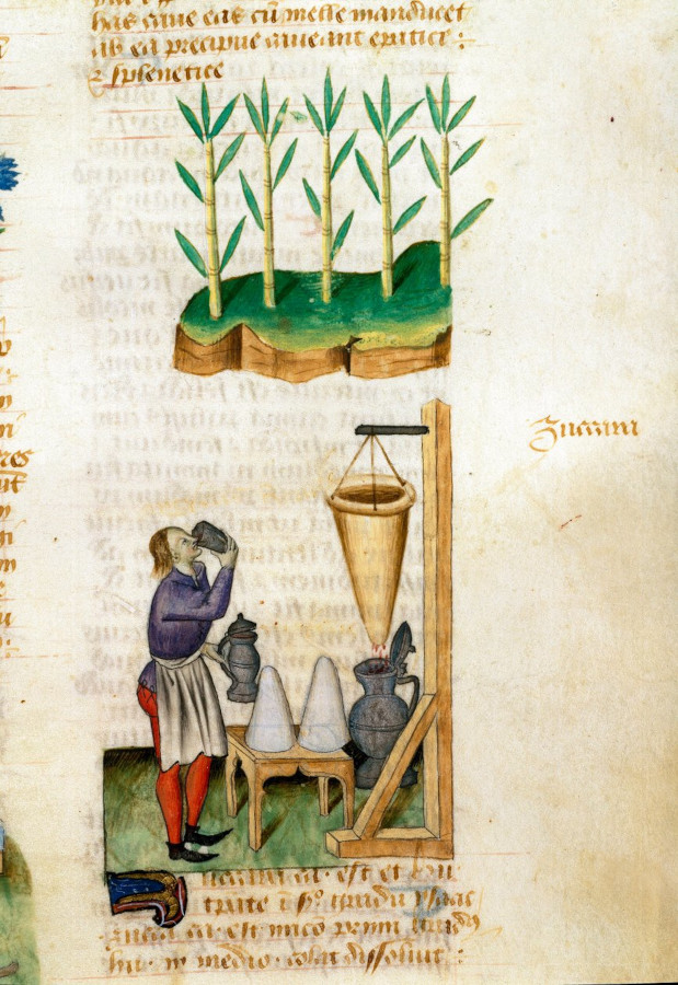 Mittelalterliche Darstellung von Zuckerhut im Tractatus de Herbis (Dioscorides, 15. Jh.), verwendet als Gewürz im historischen Hypocras-Wein
